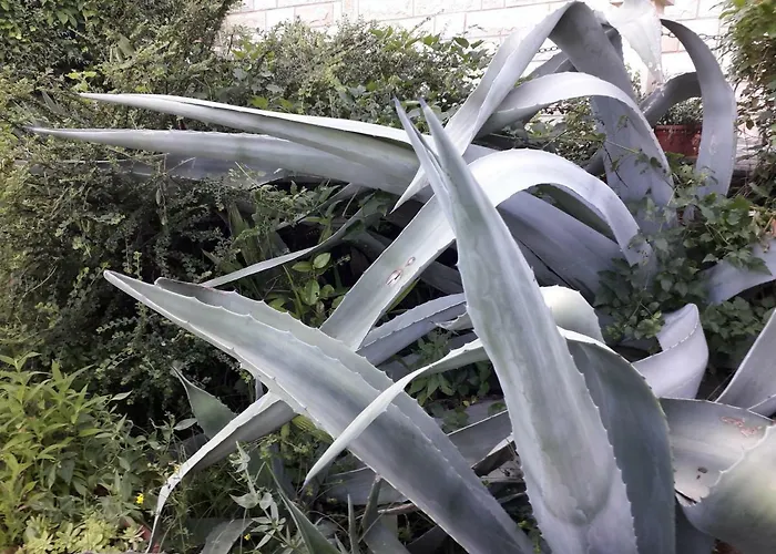 Lejlighed Ana Opatija